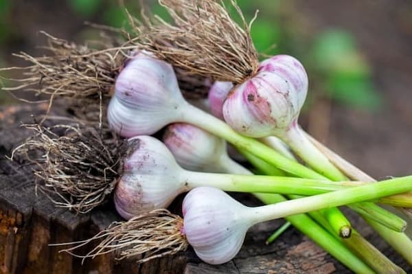 تصویر 5 از خرید و فروش سیر طارم با شرایط فوق العاده